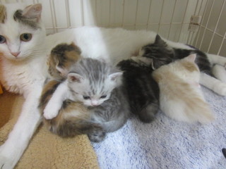 ノル、ブランチ・ドラミBABY 024.jpg