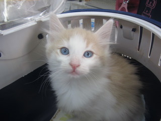 子猫 020.jpg