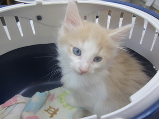 子猫 021.jpg