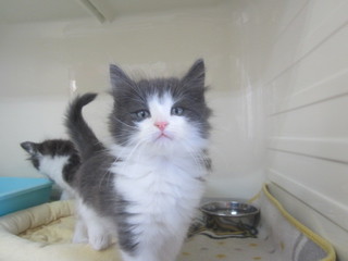 子猫 022.jpg