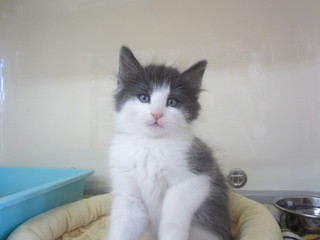 子猫 024.jpg