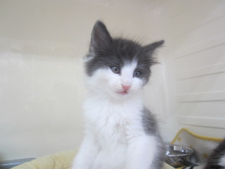 子猫 025.jpg