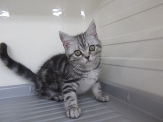 子猫白石店 008.jpg
