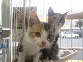 子猫白石店 011.jpg