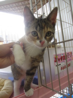 子猫白石店 012.jpg