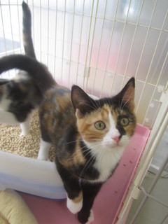 子猫白石店 014.jpg