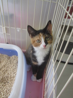 子猫白石店 015.jpg