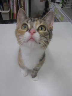 子猫白石店 016.jpg