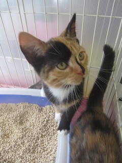 子猫白石店 017.jpg
