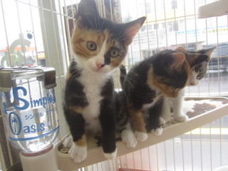 子猫白石店 019.jpg