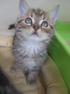 子猫白石店 025.jpg