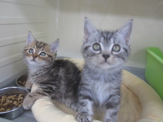 子猫白石店 028.jpg