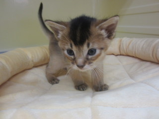 麦BABY 009.jpg