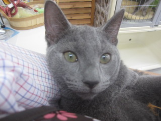 子猫白石店 003.jpg