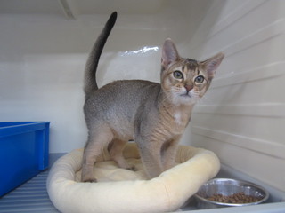 子猫白石店 005.jpg