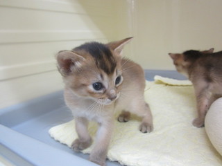 麦BABY 005.jpg